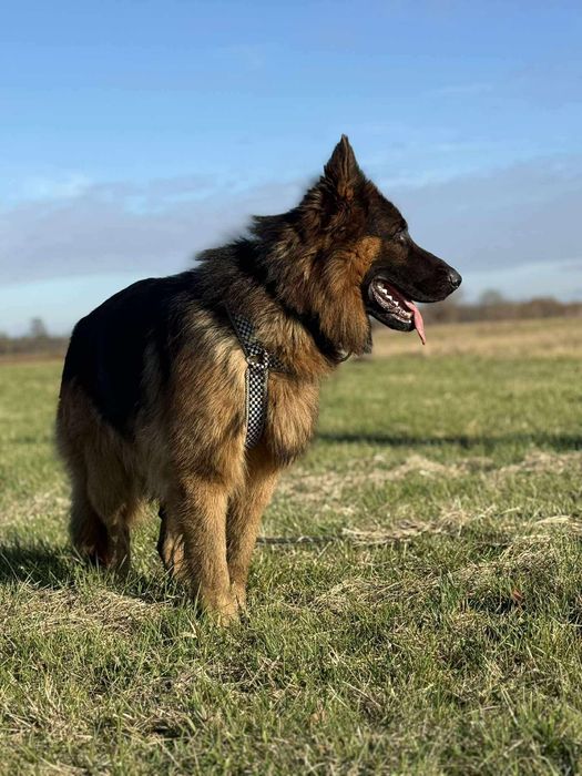 Kolins roczny owczarek niemiecki długowłosy do adopcji