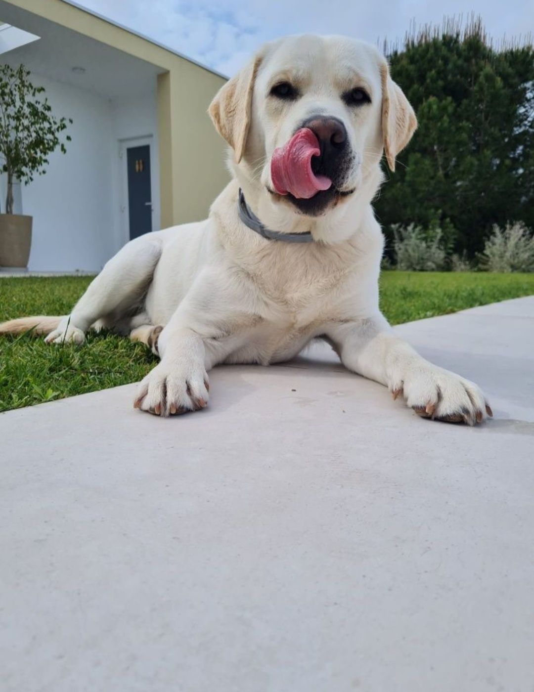 Labrador procura descendente