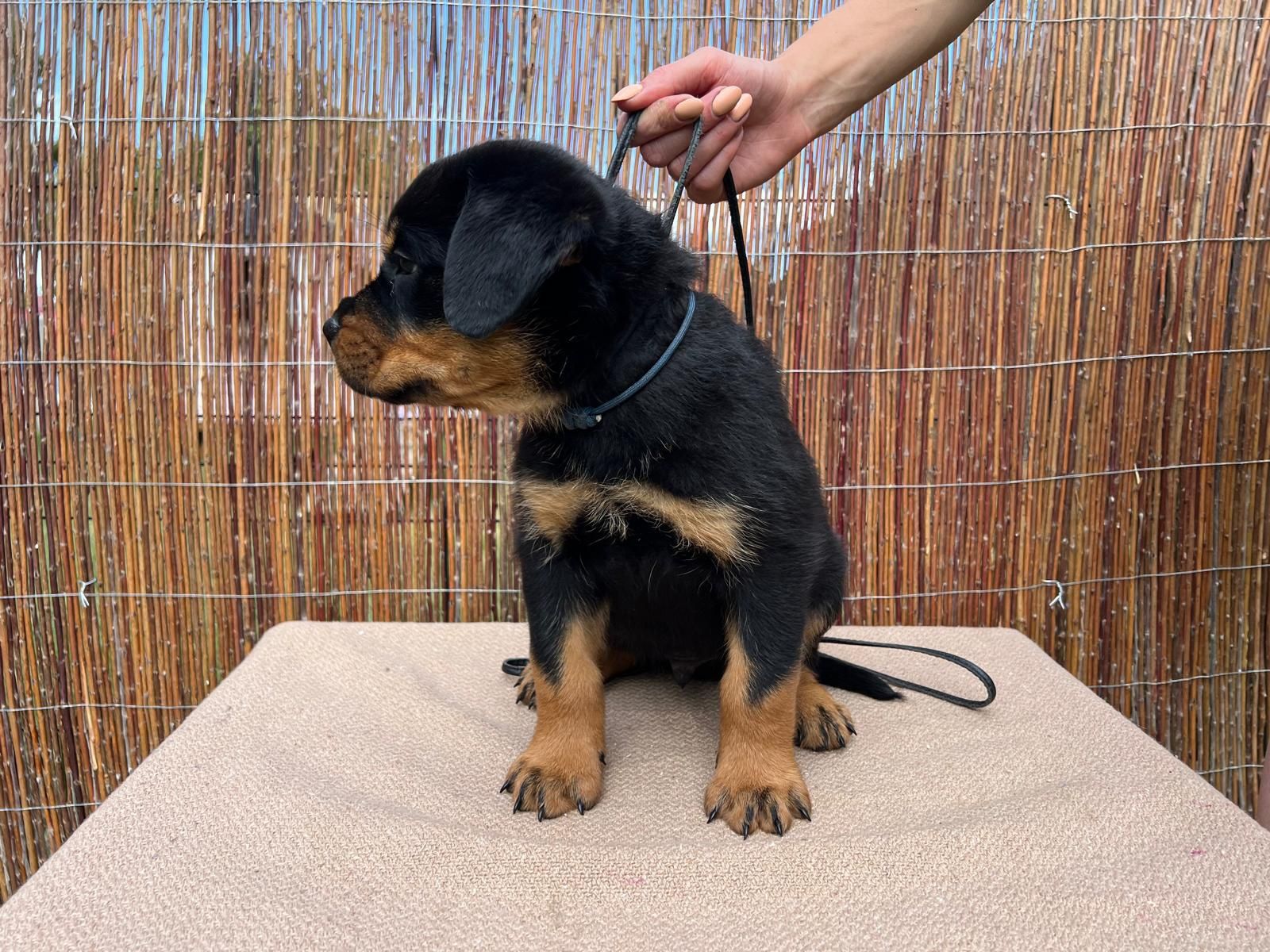 Rottweiler szczenię FCI ZKwP szczeniak pies TOP