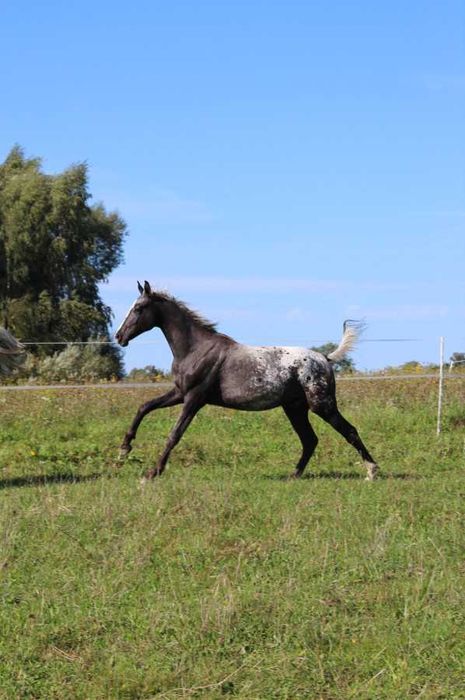 Tarantowaty wysoki wałach po Kandy Progres