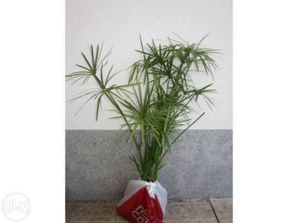 bambu, papiro do Chile, planta natural grande e Aloe arborecens