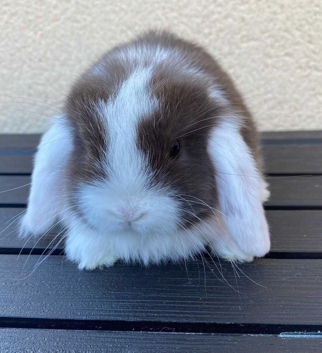 KIT Coelhos anões orelhudos, mini lop adoráveis e super inteligentes