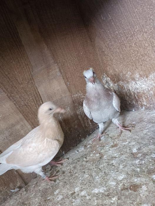 Pombos correios para venda devidamente anilhados com os respectivos ca