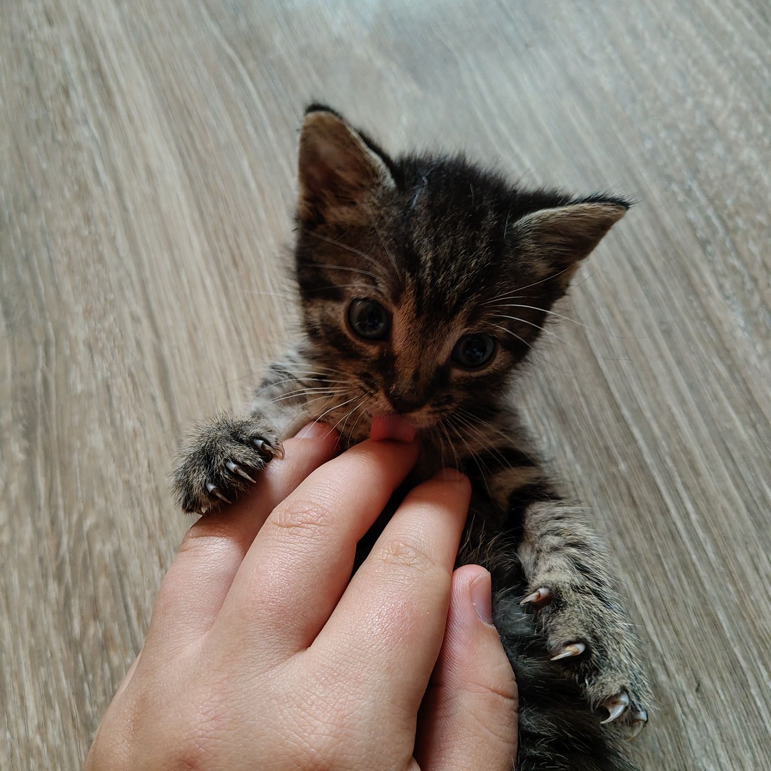 Kotek szuka domku