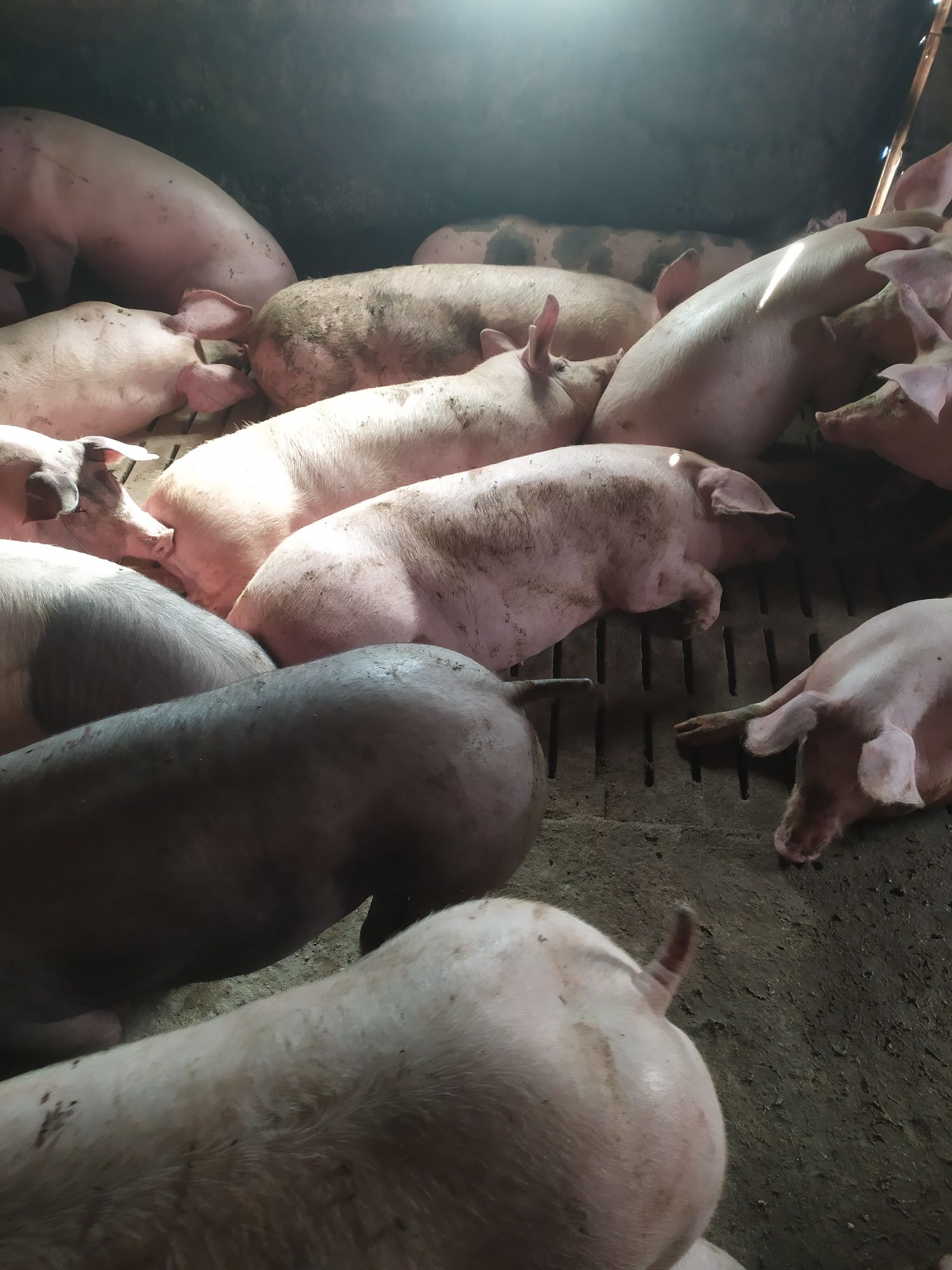 Продам мясных кабанов