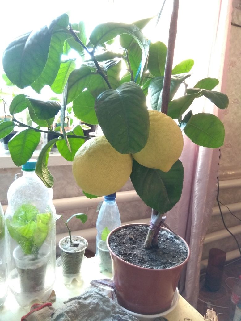 Лимон саженцы продам