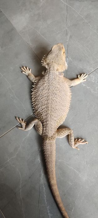 Samiec Samica Agama Brodata Para Agam Brodatych Pogona Vitticeps