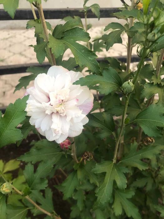 Гибискусы махровые древовидные 2-3 летние