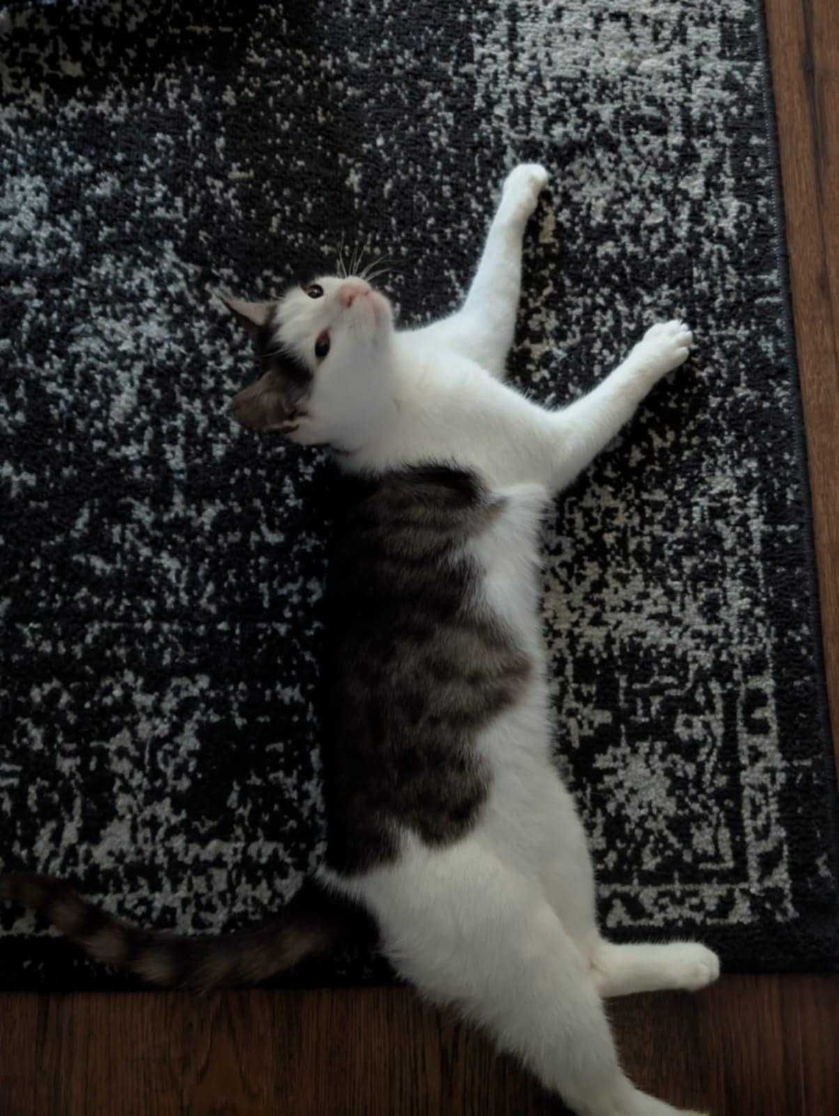 Igusia kotka do adopcji