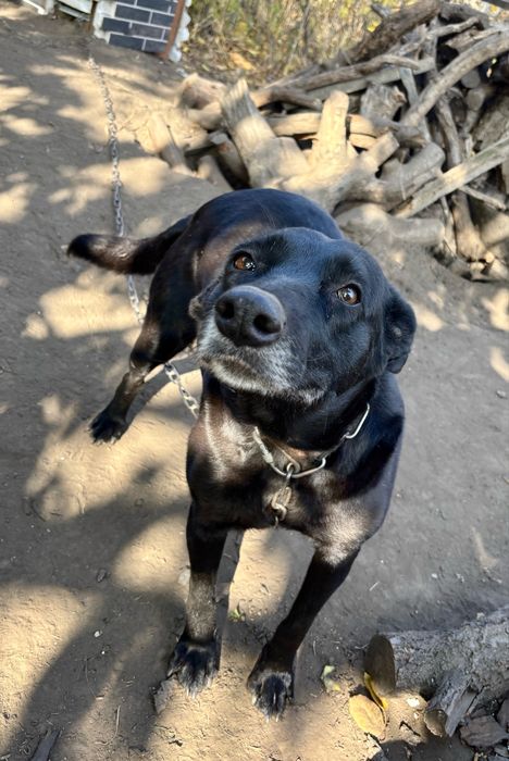 Отдадим в добрые руки щенка!