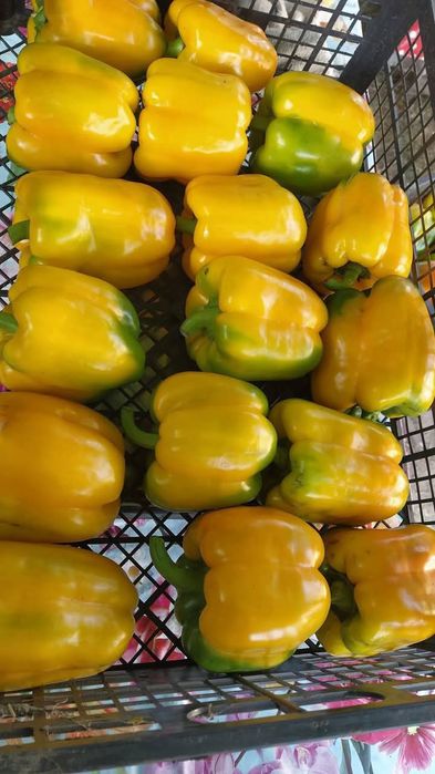 Насіння помідорів та перцю на вагу