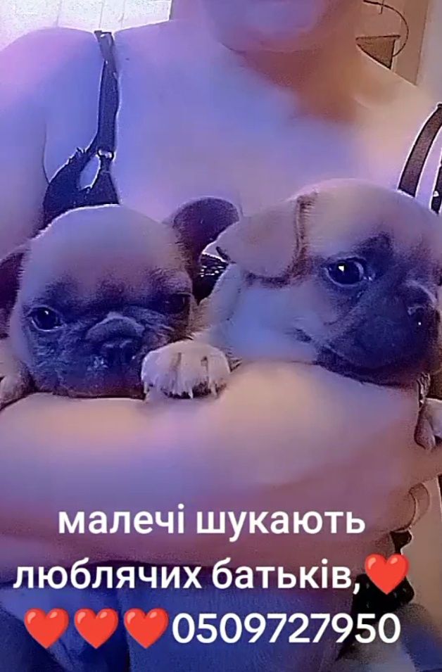Девочка и мальчик французского бульдога