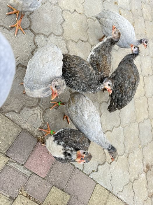 Продам молодих цесарок