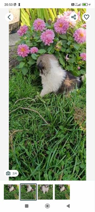 Szpic miniaturowy wpelni samodzielna