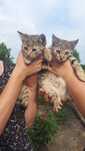 Котенята безкоштовно