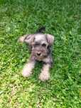 Schnauzer fêmea sal e pimenta