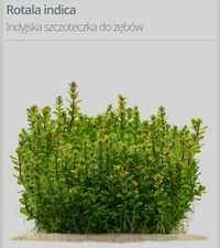 Roślina - Rotala indica z prywatno-amatorskiego akwarium