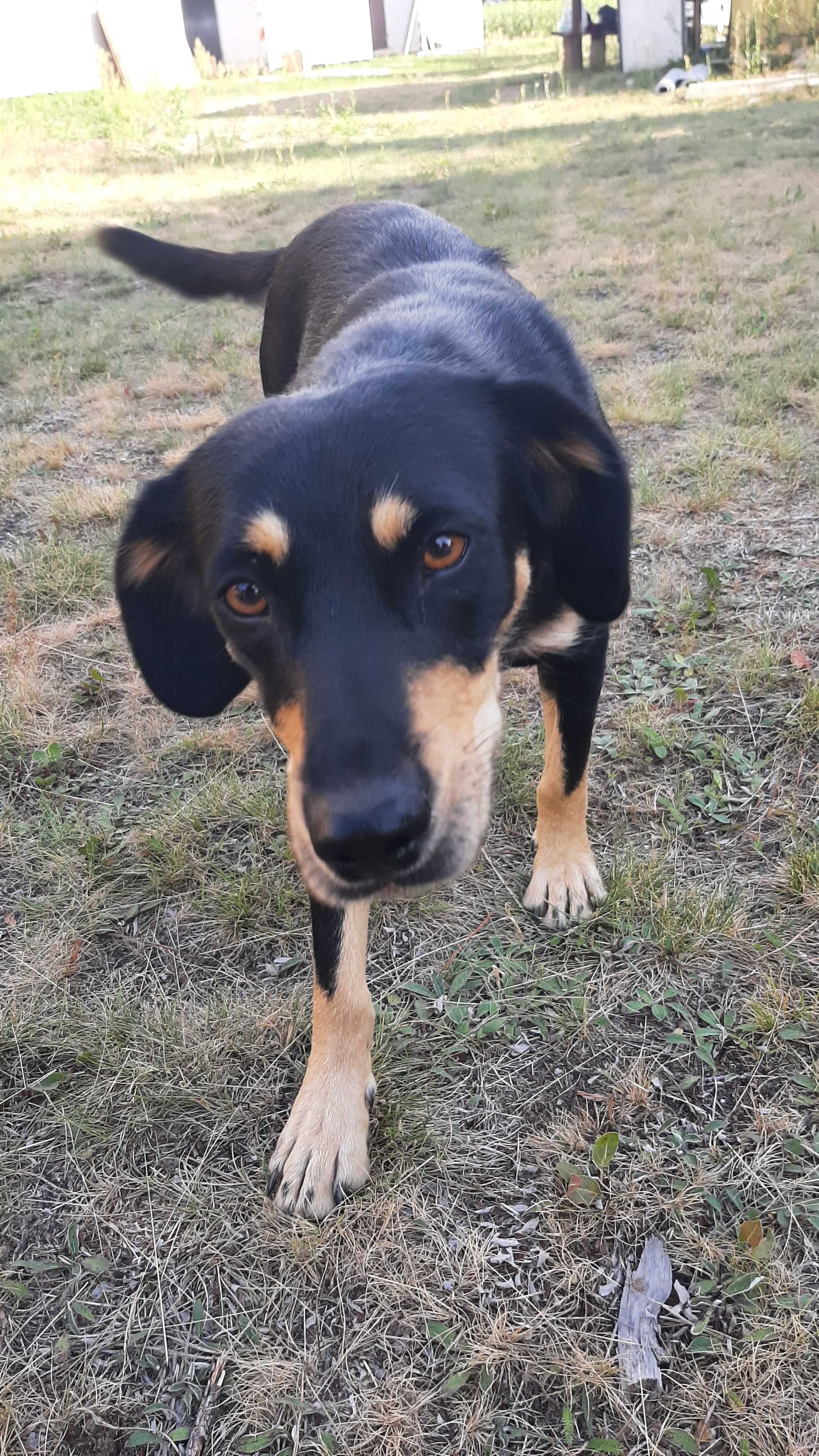 Cudowna , spokojna Sara do adopcji