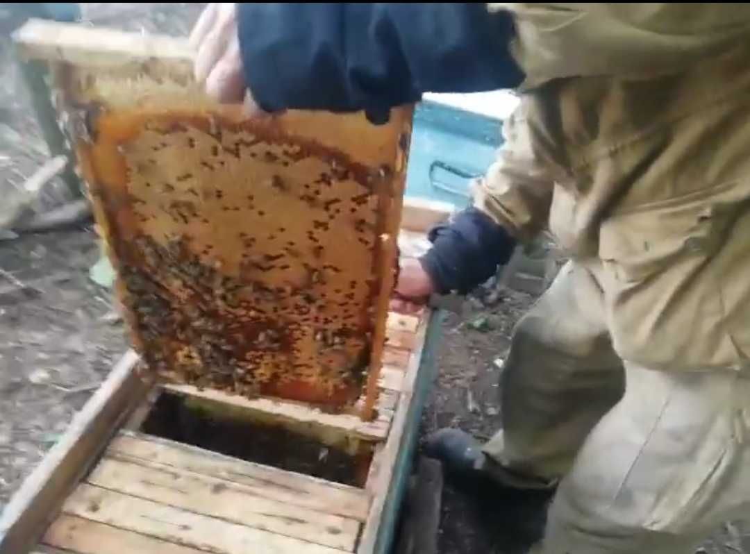 Сім'я бджіл, рамки бджіл, Семья пчел, бджоли, вулик