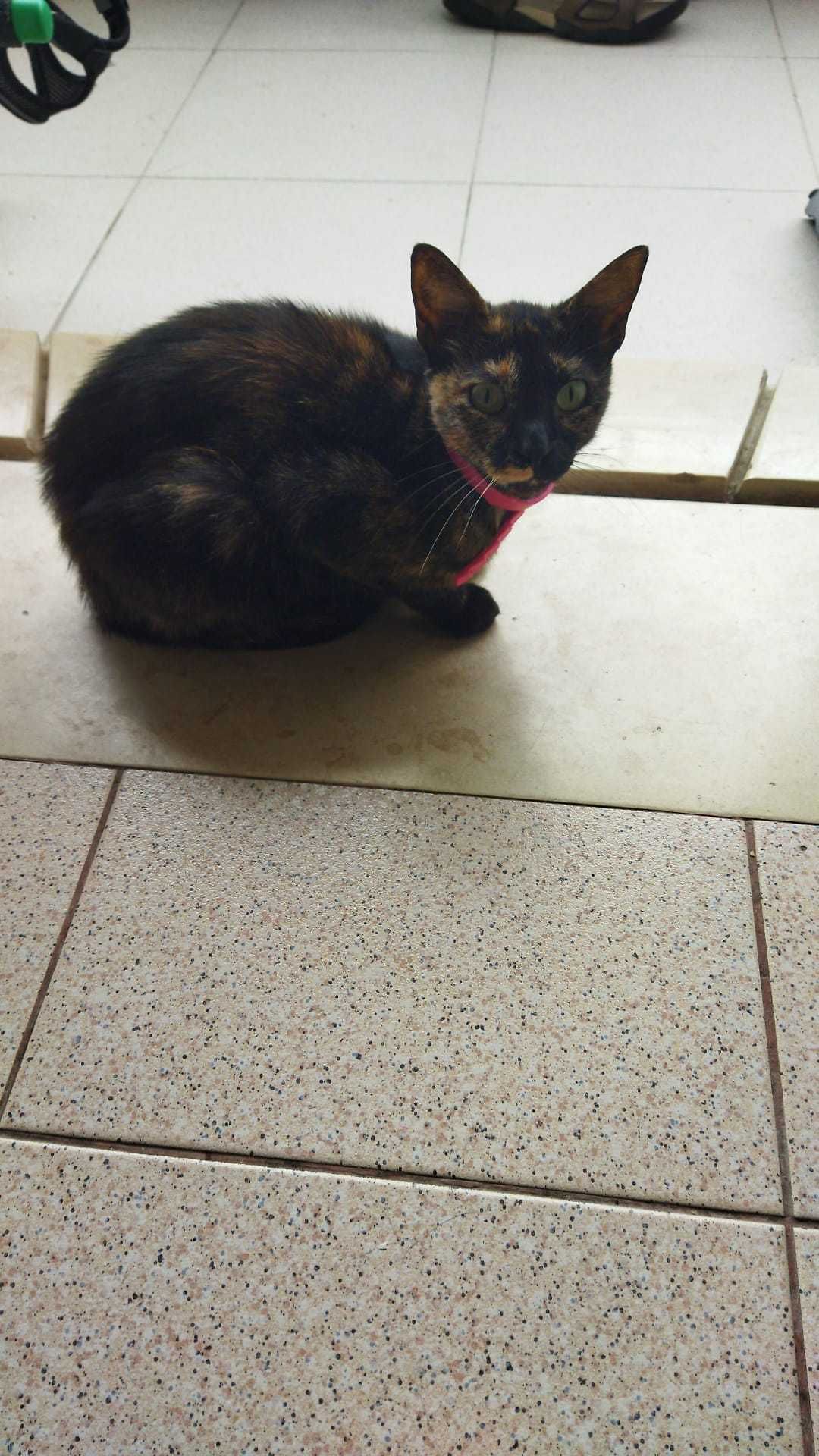 Dá-se gata com pêlo tartaruga, esterilizada, vacinada e com chip