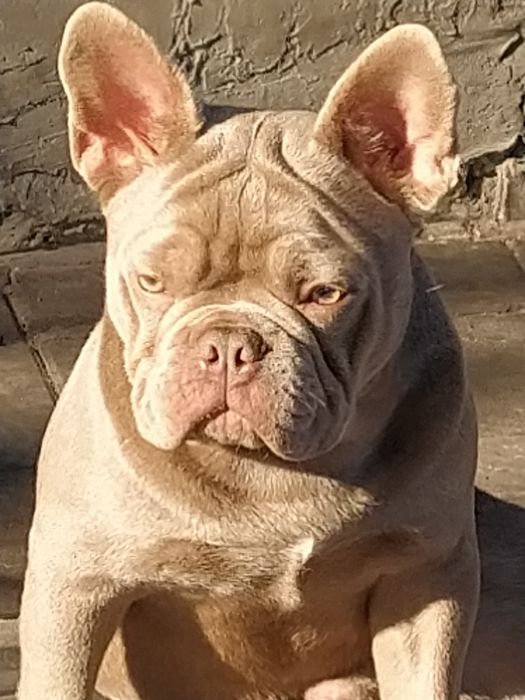 В'язка, французький бульдог