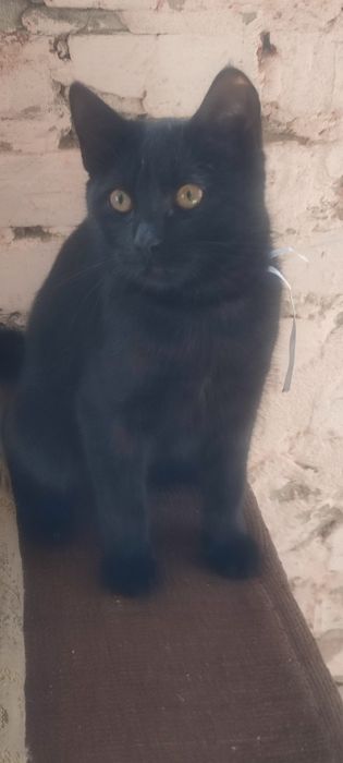 Чорні котики дуже чекають на вас !