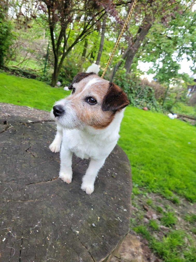 Samiec Fall in love - Jack Russell Terrier