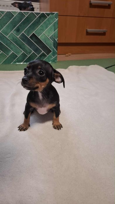 Suczka rasy pinczer średni