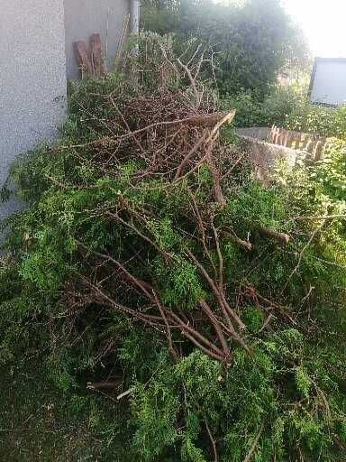 Oddam gałęzie tui