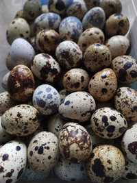 Домашні свіжі перепелині яйця(харчові)