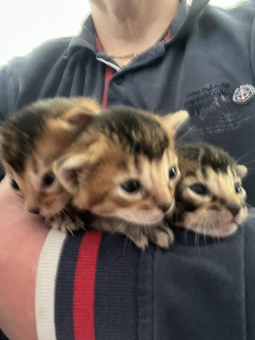 Котята помесь бенгалы с абиссинскими