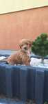 Maltipoo   piesek