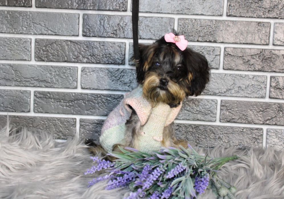 YorkiePoo śliczna suczka xxs mini nie maltipoo