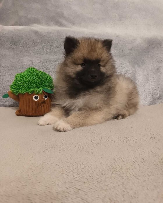 Szpic Wilczy - piesek