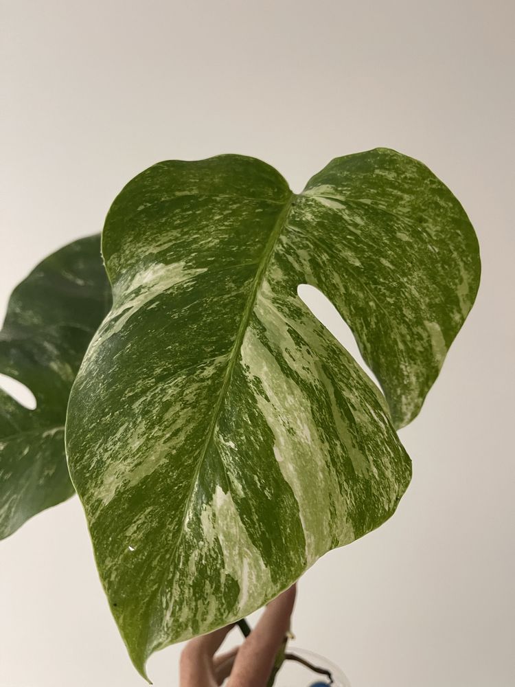 Monstera veriegata top cutting