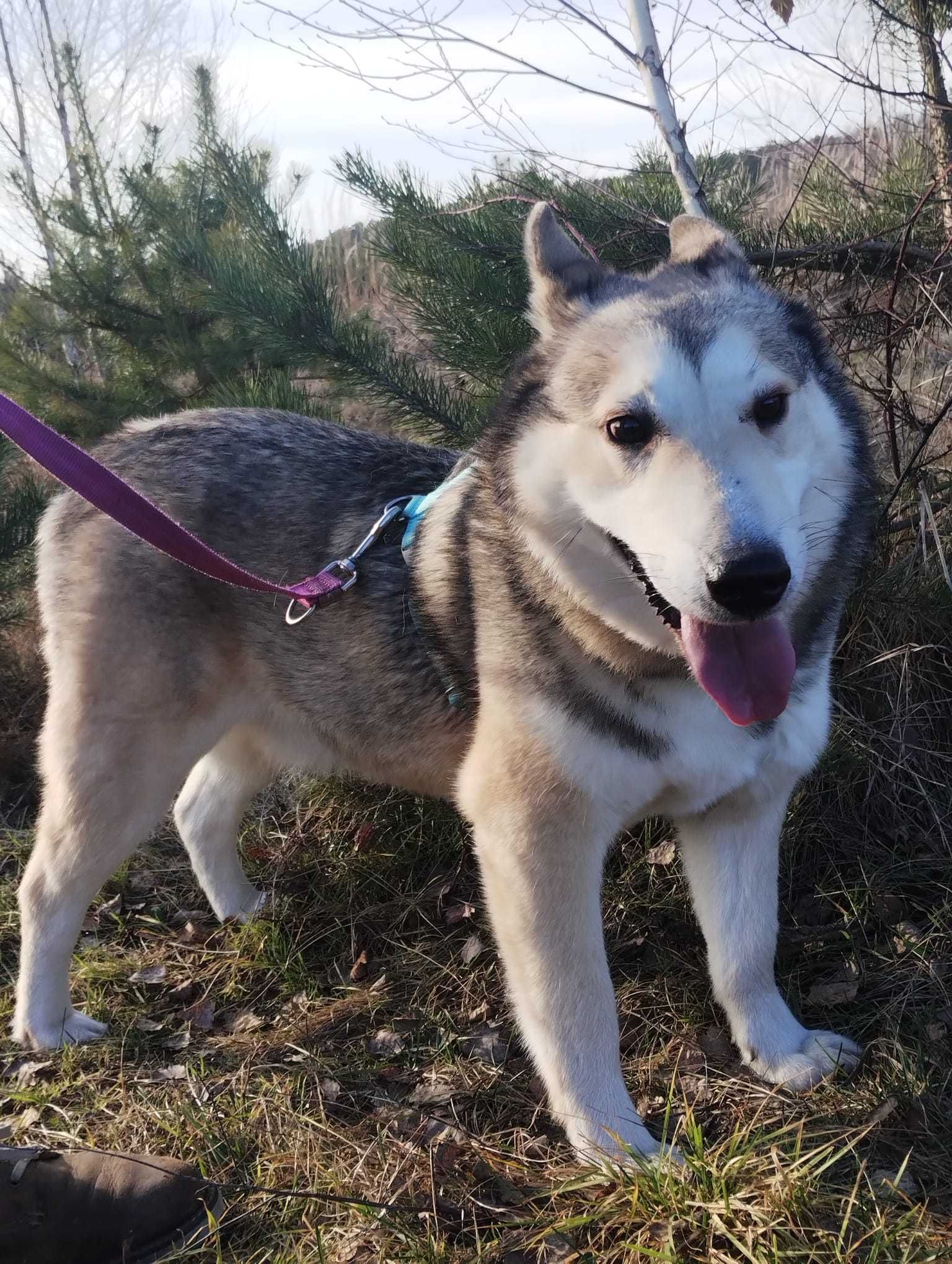 Kenobi mix husky/łajka
