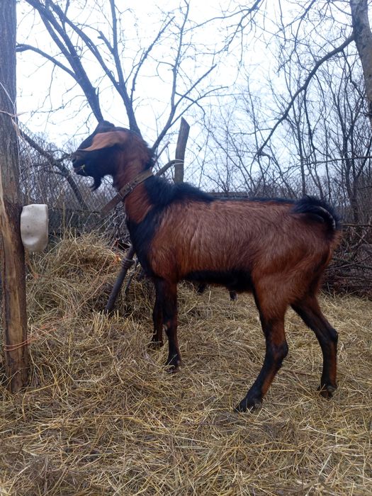 Англонубийский козлик 75%, вязка