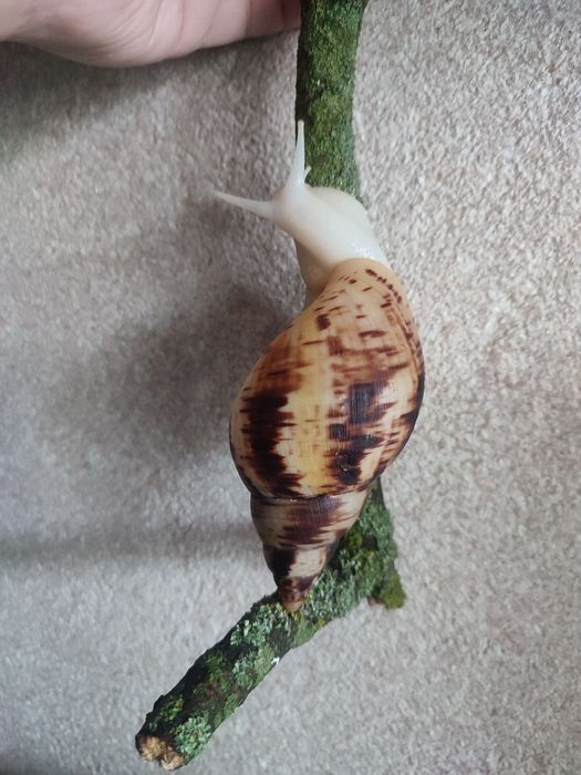 Ахатина ретикулята альбино