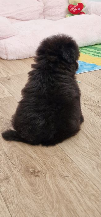 Pomapoo , piesek