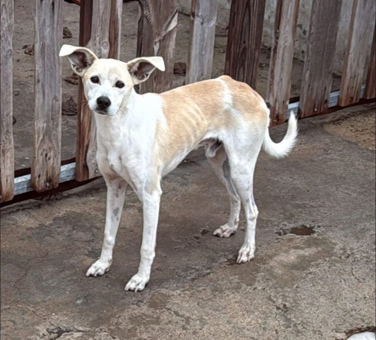 Cão jovem e muito meigo para adoção responsável