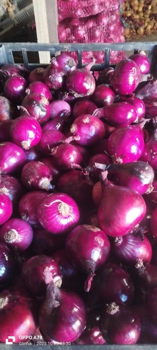 Cebula czerwona worek 5kg