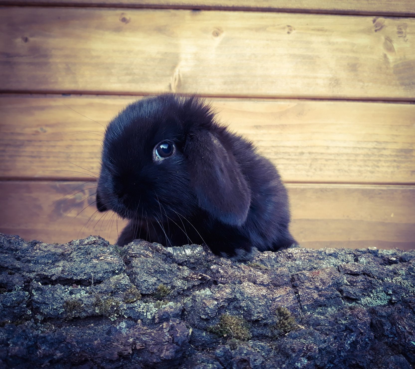 Królik karzełek baranek mini lop czarna perła