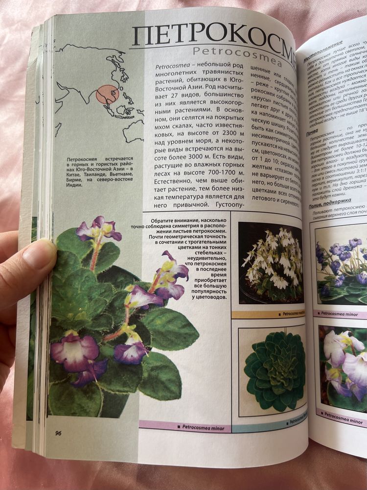 Книга о сенполіях, кімнатних фіалках та інших квітах цієї родини
