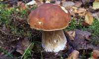 Мицелий 100 грамм Белый гриб еловый / Боровик (lat. Boletus edulis Bul