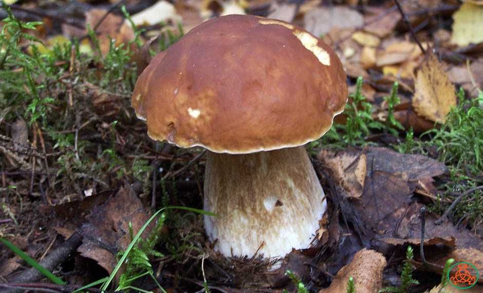 Мицелий 100 грамм Белый гриб еловый / Боровик (lat. Boletus edulis Bul