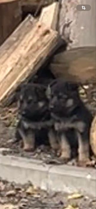 Друг і охоронець