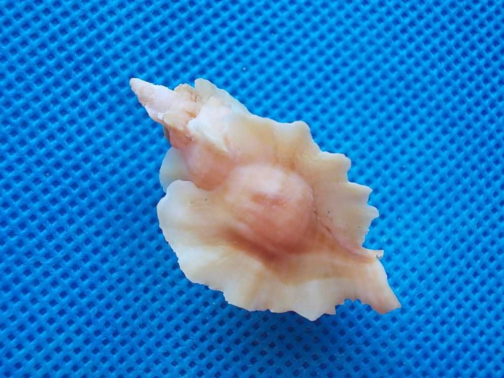 Muszle morskie- Pteropurpura macroptera