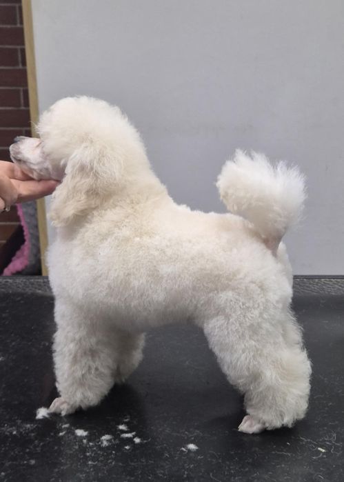Biały pudel toy Fci Zkwp  6 miesiące  chłopiec