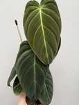 Philodendron melanochrysum