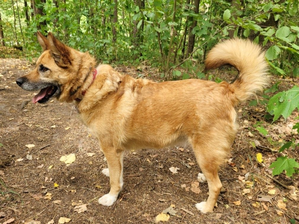 Rudy Pies szuka domu / do adopcji